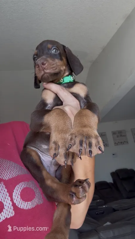 Teddy – Doberman Pinscher puppy for sale in Moreno Valley, CA