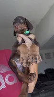 Teddy, a male Doberman Pinscher for sale in Moreno Valley, CA – 1 of 7