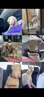 Mister, a male Doberman Pinscher for sale in Moreno Valley, CA – 7 of 7
