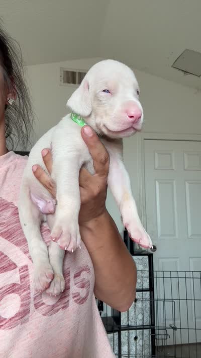 Me.Green, a male Doberman Pinscher for sale in Moreno Valley, CA – 2 of 2