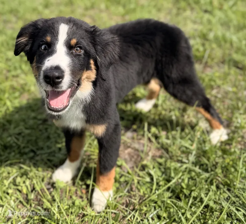 Black Tri Male – Australian Shepherd puppy for sale in Webster, FL