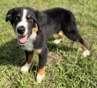 Black Tri Male, a male Australian Shepherd for sale in Webster, FL – 1 of 2