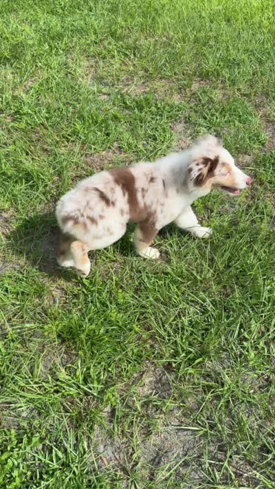 Red Merle Male, a male Australian Shepherd for sale in Webster, FL – 4 of 4