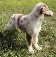 Red Merle Male, a male Australian Shepherd for sale in Webster, FL – 3 of 4
