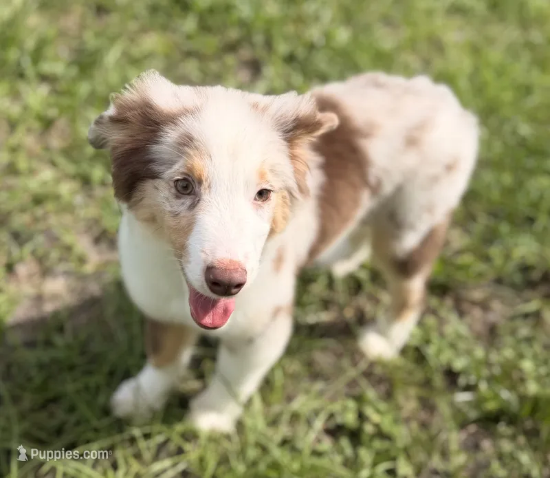 Red Merle Male – Australian Shepherd puppy for sale in Webster, FL