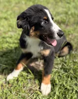 Black Tri Male, a male Australian Shepherd for sale in Webster, FL – 2 of 2