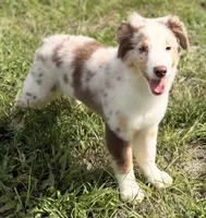 Red Merle Male, a male Australian Shepherd for sale in Webster, FL – 2 of 4