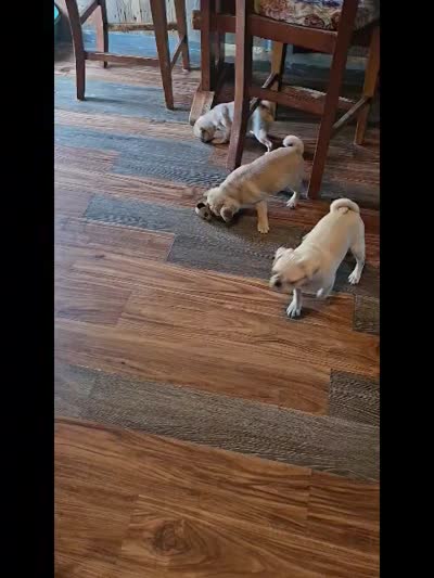 Bubba, a male Pug for sale in McHenry, IL – 2 of 2