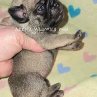 Kiwi, a female Pug for sale in McHenry, IL – Photo 2 of 2
