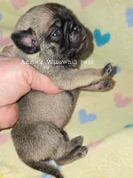 Kiwi, a female Pug for sale in McHenry, IL – Photo 2 of 2