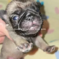 Kiwi, a female Pug for sale in McHenry, IL – Photo 1 of 2
