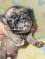 Kiwi, a female Pug for sale in McHenry, IL – Photo 1 of 2
