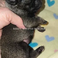 Gigi, a female Pug for sale in McHenry, IL – Photo 1 of 2