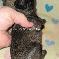 Gigi, a female Pug for sale in McHenry, IL – Photo 2 of 2