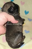 Gigi, a female Pug for sale in McHenry, IL – Photo 2 of 2