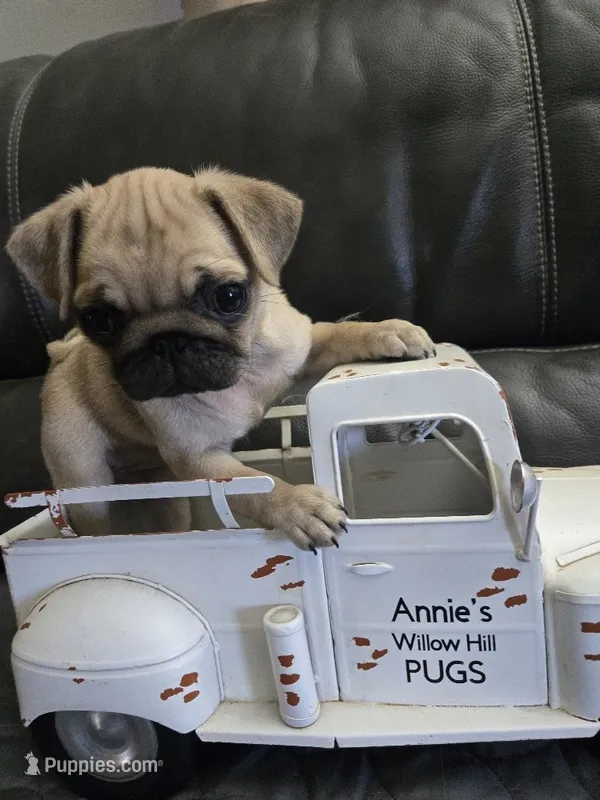 Sparkle – Pug puppy for sale in McHenry, IL