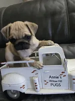 Sparkle, a female Pug for sale in McHenry, IL – 1 of 1