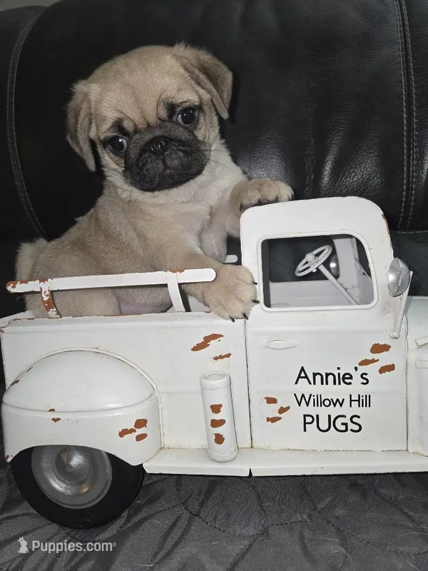 Bubba – Pug puppy for sale in McHenry, IL