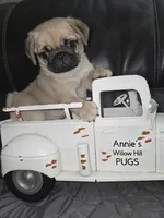 Bubba, a male Pug for sale in McHenry, IL – 1 of 2