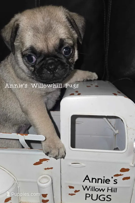 Tinker – Pug puppy for sale in McHenry, IL