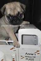 Tinker, a female Pug for sale in McHenry, IL – 1 of 2