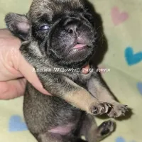 Stevie, a female Pug for sale in McHenry, IL – Photo 2 of 2