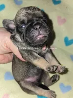 Stevie, a female Pug for sale in McHenry, IL – Photo 2 of 2