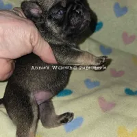 Stevie, a female Pug for sale in McHenry, IL – Photo 1 of 2