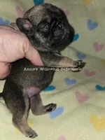 Stevie, a female Pug for sale in McHenry, IL – Photo 1 of 2