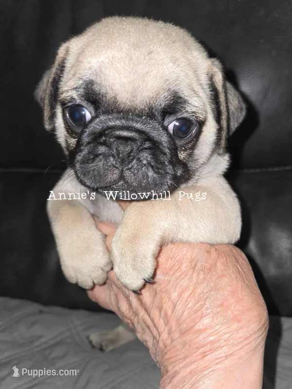 Stevie – Pug puppy for sale in McHenry, IL