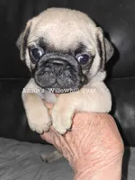 Stevie, a male Pug for sale in McHenry, IL – 1 of 2
