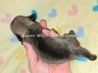 Tinker, a female Pug for sale in McHenry, IL – Photo 2 of 2