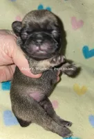 Tinker, a female Pug for sale in McHenry, IL – Photo 1 of 2