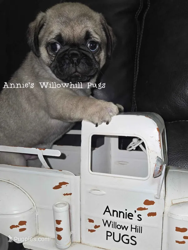 Herbie – Pug puppy for sale in McHenry, IL