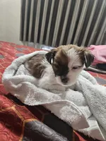 Moony, a male Chihuahua and Morkie for sale in Los Angeles, CA – 4 of 5