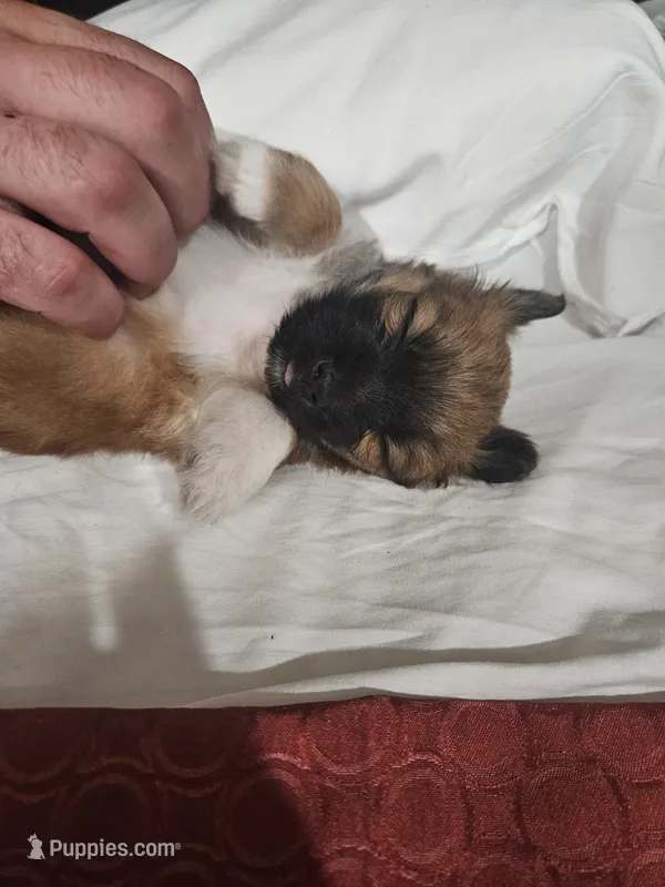 Fatso – Chihuahua, Morkie puppy for sale in Los Angeles, CA