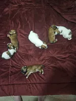 Little Mama, a female Chihuahua and Morkie for sale in Los Angeles, CA – 6 of 7