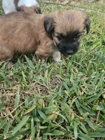 Fatso, a male Chihuahua and Morkie for sale in Los Angeles, CA – 6 of 7