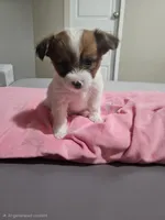 Little Mama, a female Chihuahua and Morkie for sale in Los Angeles, CA – 1 of 7