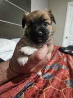 Fatso, a male Chihuahua and Morkie for sale in Los Angeles, CA – 4 of 7