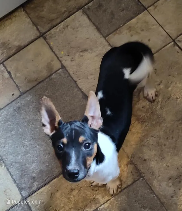 Superior  – Jack Russell Terrier puppy for sale in Reinholds, PA