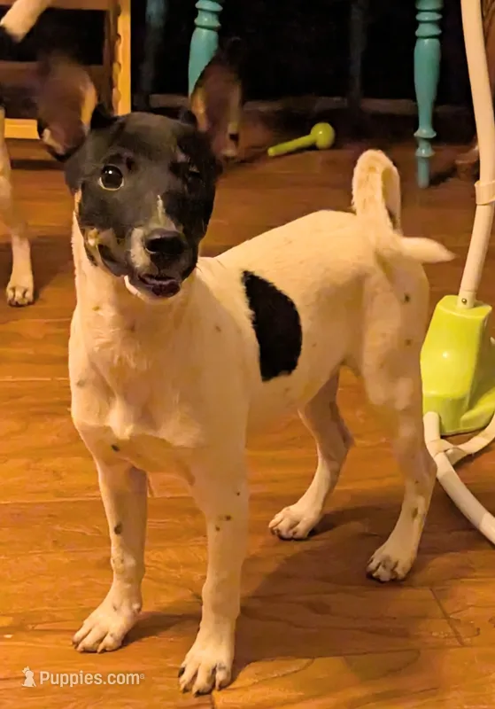 Ontario  – Jack Russell Terrier puppy for sale in Reinholds, PA