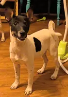 Ontario , a male Jack Russell Terrier for sale in Reinholds, PA – 1 of 3