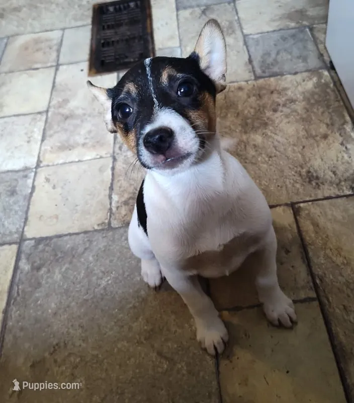 Erie – Jack Russell Terrier puppy for sale in Reinholds, PA
