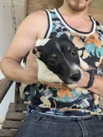 Erie, a male Jack Russell Terrier for sale in Reinholds, PA – 2 of 2