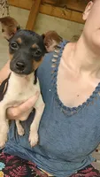 Michigan , a male Jack Russell Terrier for sale in Reinholds, PA – 2 of 2