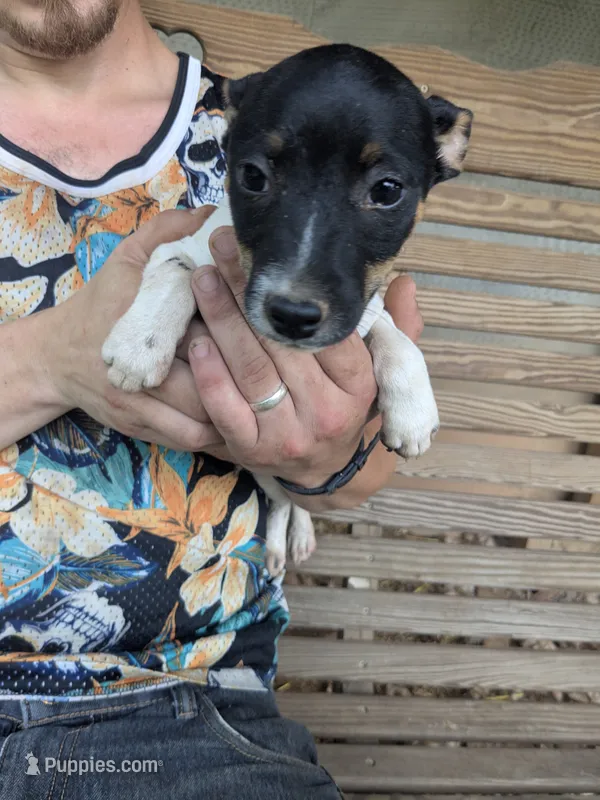 Ontario  – Jack Russell Terrier puppy for sale in Reinholds, PA