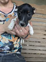 Ontario , a male Jack Russell Terrier for sale in Reinholds, PA – 1 of 3