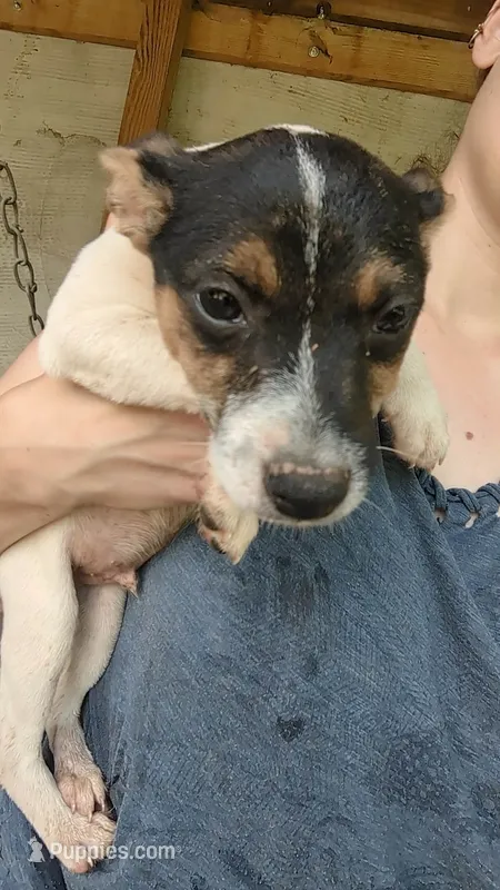Huron  – Jack Russell Terrier puppy for sale in Reinholds, PA