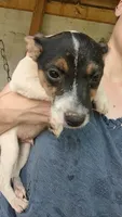 Huron , a male Jack Russell Terrier for sale in Reinholds, PA – 1 of 3